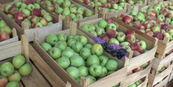 В 2015 году Белоруссия поставила в Россию в 5 раз больше яблок, чем вырастила