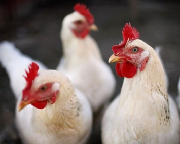 Ученые: Куриные гены рассказали о механизме эволюции