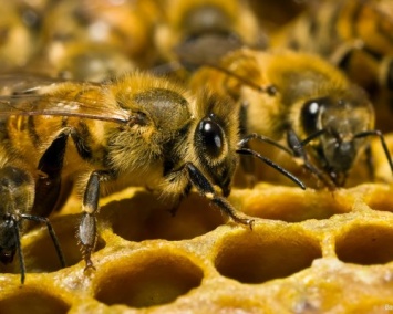 Ученые: Пчелы стали исчезающим видом в США