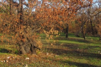 Кто сжег деревья в Приморском парке в Мариуполе? (ФОТО)