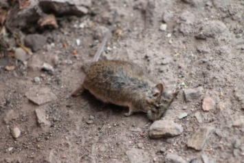 Жители Мариуполя соревнуются, у кого больше мышей в квартире (ФОТО)