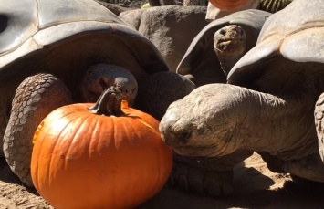 В США зоопарк в день своего юбилея угостил столетних галапагосских черепах тыквой