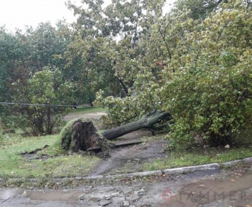 Буря в Аккермане вырвала с корнем множество деревьев