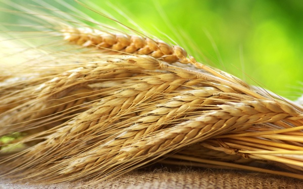 Минагропрод: Украина экспортировала рекордные 34,8 млн тонн зерна
