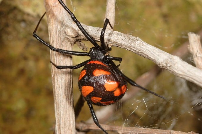 В Алтайском крае ожидают появления смертельно опасных пауков-каракуртов