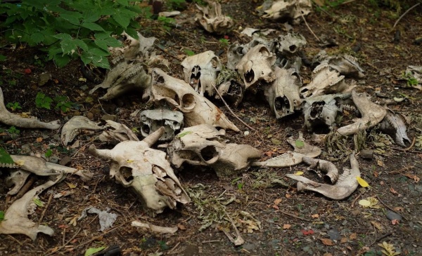 В Кемерово на Искитимской набережной обнаружена гора черепов