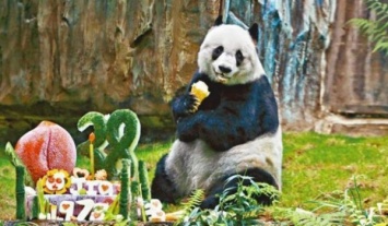 В Гонконге на 39 году жизни умерла самая старая панда в мире