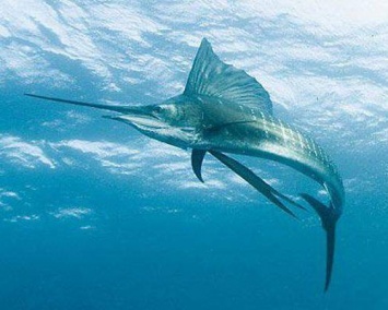В Австралии нашли древний скелет рыбы-меч