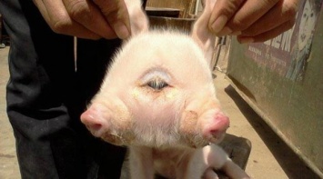 В Китае родился поросенок с двумя пятачками и тремя глазами