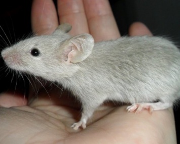 Живых мышей создали из бесформенной клеточной массы