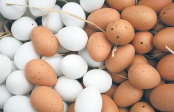 Как выбирать яйца и делать кладку в инкубаторе