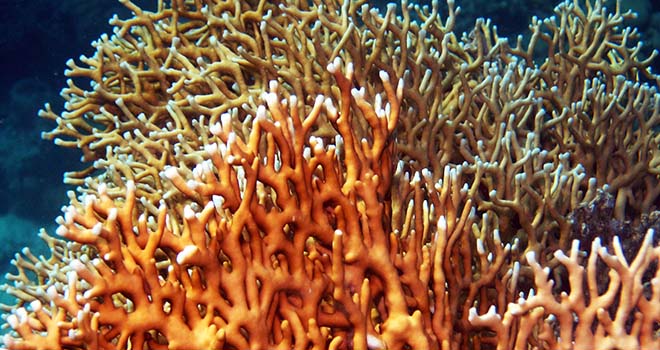 Открытый учеными коралл установил рекорд продолжительности жизни