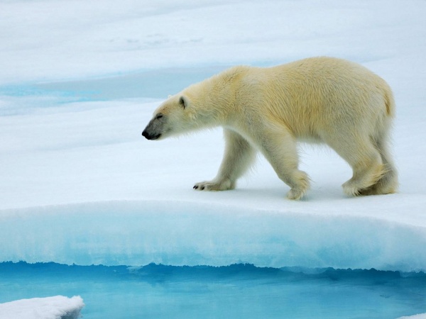 Ученые: Белые медведи полностю вымрут к 2025 году