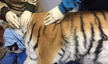 Во Владивостоке поймали тигра, который больше суток гулял по городу