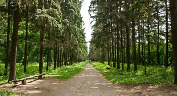 В Хотене планируют создать дендропарк