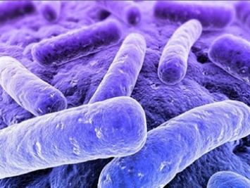 Внеземные бактерии были обнаружены в Антарктиде