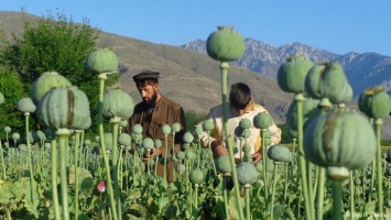 В Афганистане выросла площадь маковых полей