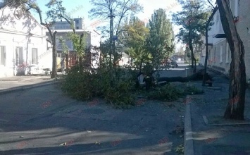 В Бердянске шквальный ветер повалил 4 дерева