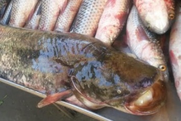 В Мариуполе малек пиленгаса зашел в Кальмиус. Рынки заполнены рыбой (ФОТО)