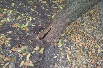 На Котовского детки гуляют под смертельно опасным деревом (ФОТО)