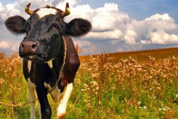 Сорока многодетным сельским семьям Черниговщины область подарит по корове