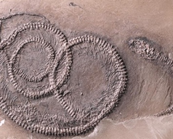 Ученые: Найдена змея, съевшая ящерицу с насекомообразным внутри