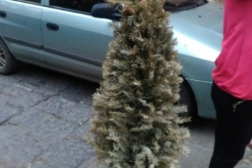 Последний сдался: За два месяца до Нового года одессит вынес елку (ФОТОФАКТ)