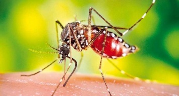 В Великобритании и Франции зафиксировали наибольшее число случаев завозной малярии