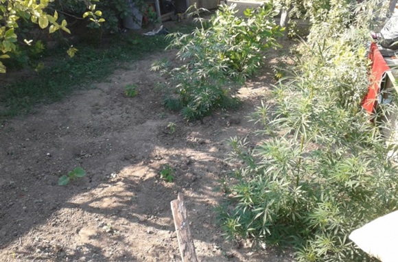 Крымчанин вырастил на приусадебном участке 350 кустов конопли (ФОТО)