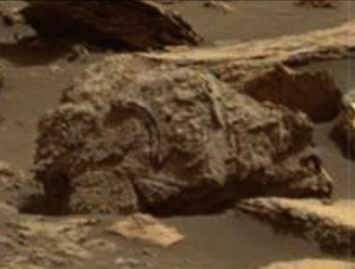 На Марсе обнаружили останки медведя-гризли