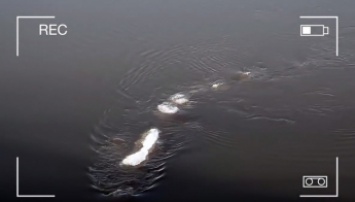 Загадочного морского монстра засняли в районе Аляски (видео)