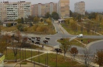 По городу гулял табун лошадей (фото)