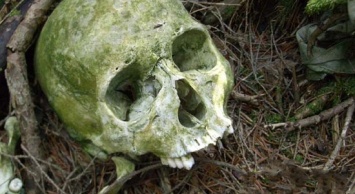 Останки, найденные в лесу под Глуховом, могут принадлежать сразу двум жертвам резонансных преступлений