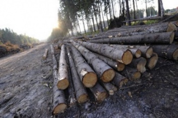 Лесной охраной на Луганщине выявлено 37 случаев самовольной вырубки леса на линии разграничения