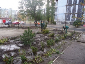 В Запорожье озеленили двор декоративными растениями (Видео)