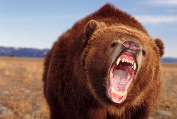 В Хабаровском крае медведь-людоед загрыз человека