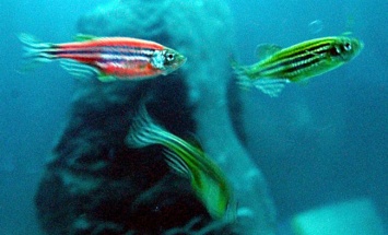 Ученые: Белок аквариумной рыбки может помочь парализованным людям