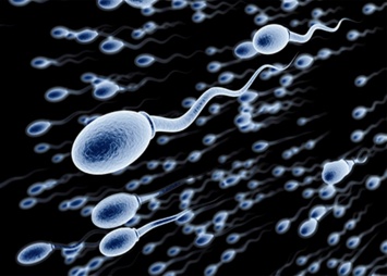 Британские специалисты определили формулу идеальной спермы