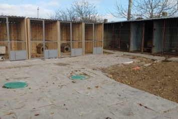 В Херсоне открыт приют для бездомных животных (фото)