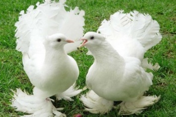 В Краматорске состоится выставка голубей