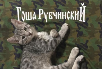 Инстаграм недели: модная кошка @rafthecat