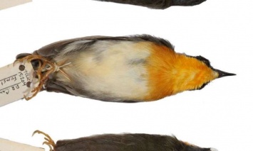 В Африке команда специалистов нашла три новых вида птиц