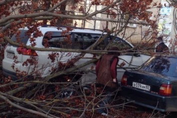 В Симферополе упавшее дерево оборвало кабель, перегородило дорогу и заблокировало авто (ФОТО)