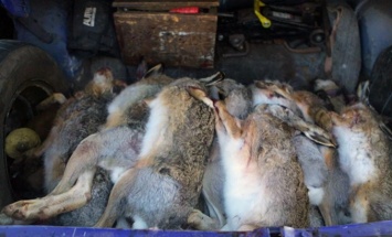 На блокпосту задержали авто с полным багажником убитых зайцев