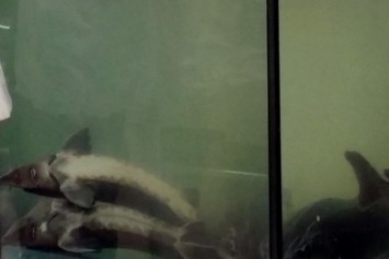 В одесском супермаркете в аквариуме плавает дохлая рыба (ВИДЕО)
