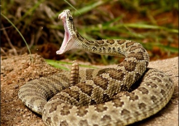 В штате Теннеси пожарного укусила отрубленная голова гремучей змеи