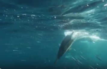 Праздник живота для морских хищников - охота на мигрирующие косяки сардин