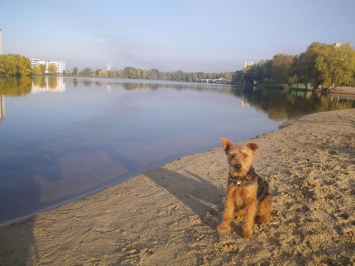 В киевском озере Солнечное резко поднялся уровень воды, в ближайших домах затопило подвалы