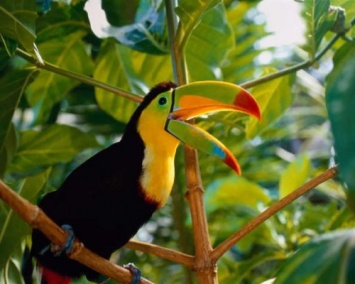 Экологи: Сотни видов тропических птиц могут исчезнуть в ближайшие годы
