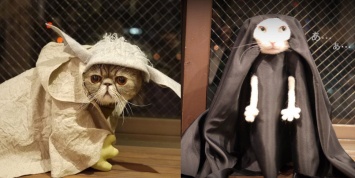 Японское котокафе опубликовало фото кошек-косплееров